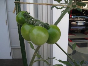緑トマト