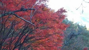 昇仙峡の紅葉