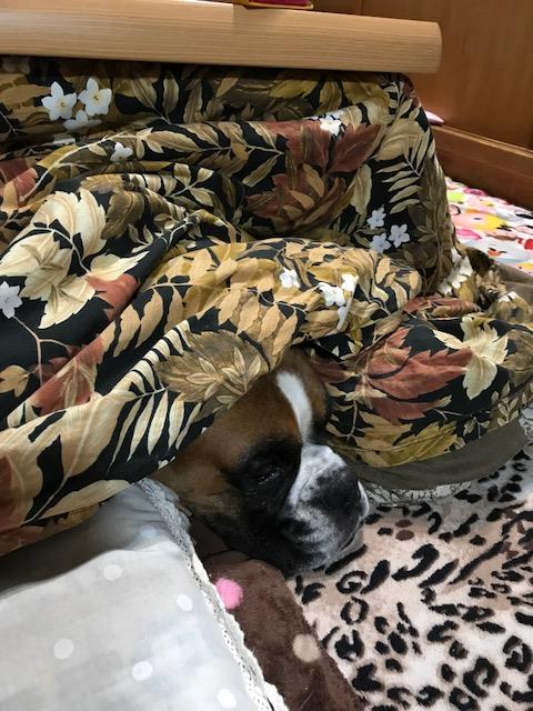 こたつ犬 店舗ブログ 静岡日産自動車株式会社
